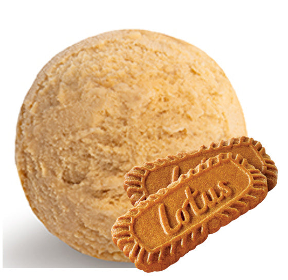 Lotus speculoos